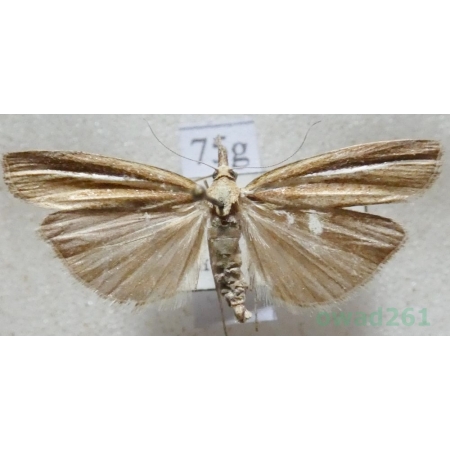 Agriphila tristella (Denis & Schiffermüller, 1775) Wachlarzyk zmienny Czech75g